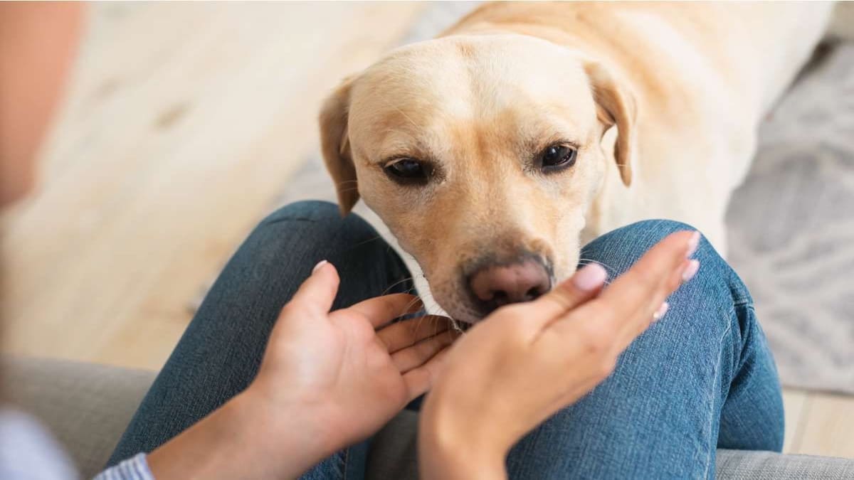 Pourquoi les chiens reniflent-ils vos zones intimes ?