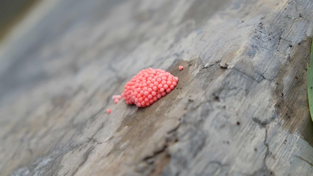 Alerte : que faire si vous apercevez ces petits œufs roses sur un mur ?