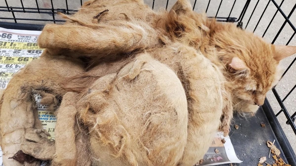 Ce chat ne peut plus bouger à cause de ses poils emmêlés, sa transformation est incroyable