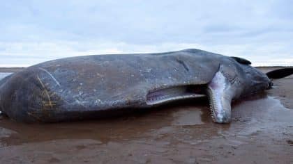 Des baleines s’échouent au Japon peu avant l’alerte tsunami déclenchée par un séisme au Kamtchatka