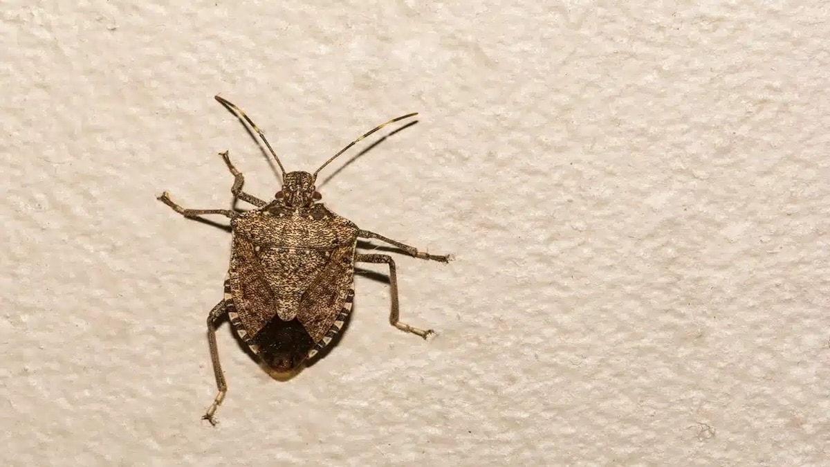 Quel est le danger qu’une punaise brune pénètre dans la maison ?