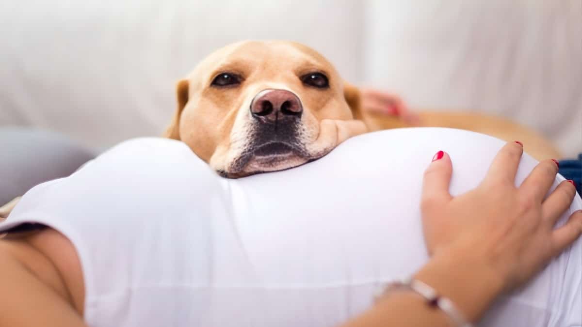 L’incroyable instinct d’un chien qui sauve une vie