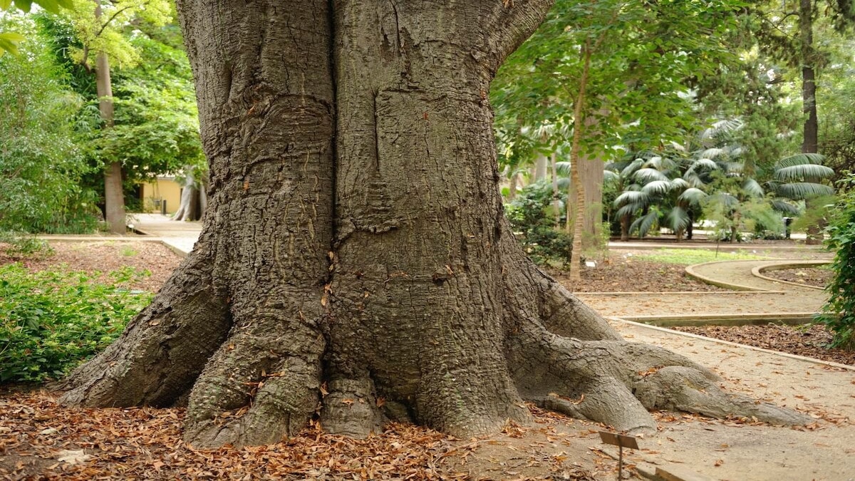 Lorsqu'un arbre s'effondre, une nouvelle histoire familiale émerge