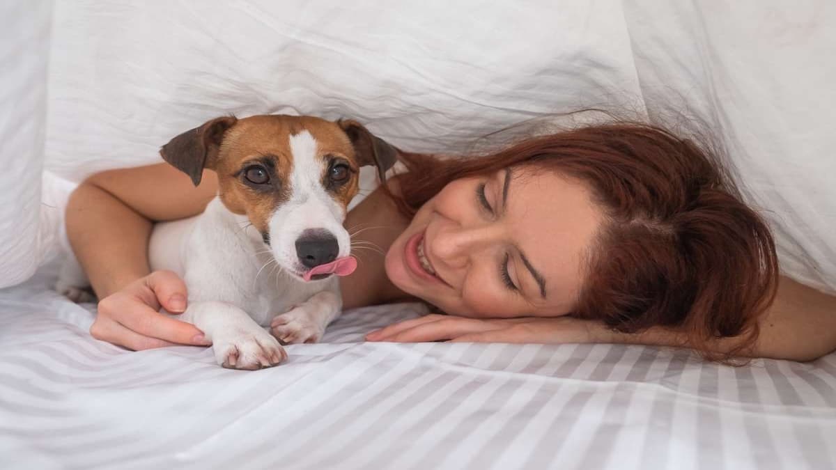 Pourquoi les chiens insistent pour dormir avec leur maître la nuit