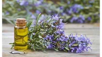 Quels sont les bienfaits de brûler du romarin à la maison ?