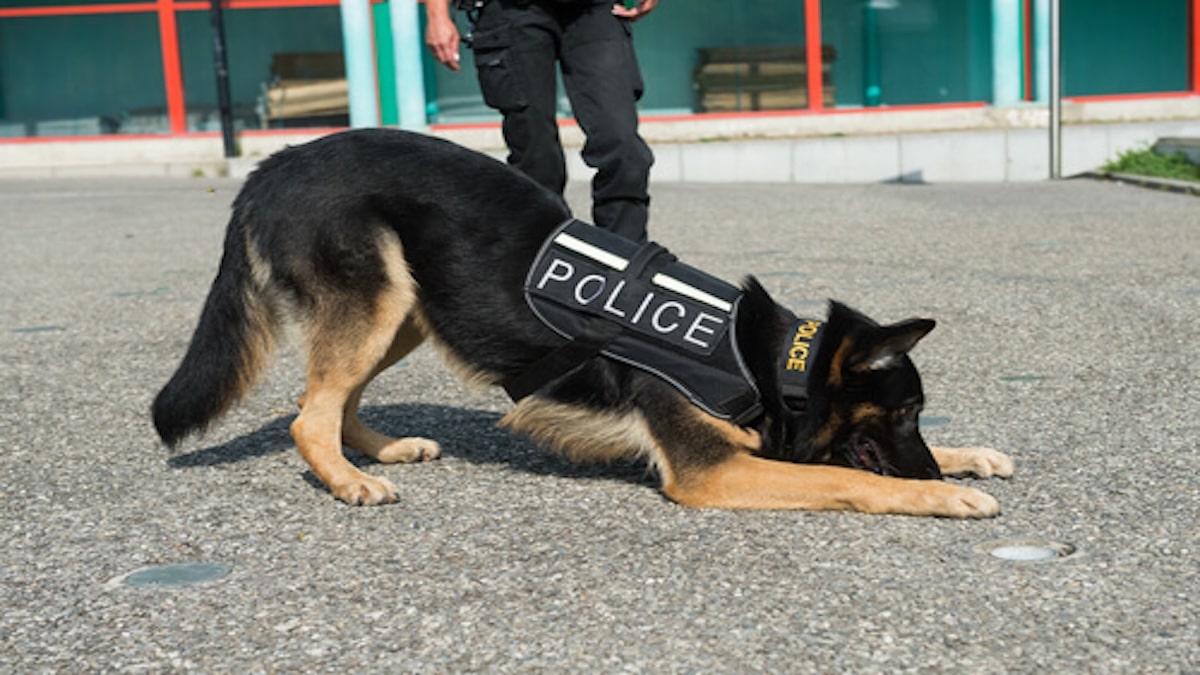 Rex, le chien qui évita un drame dans une école