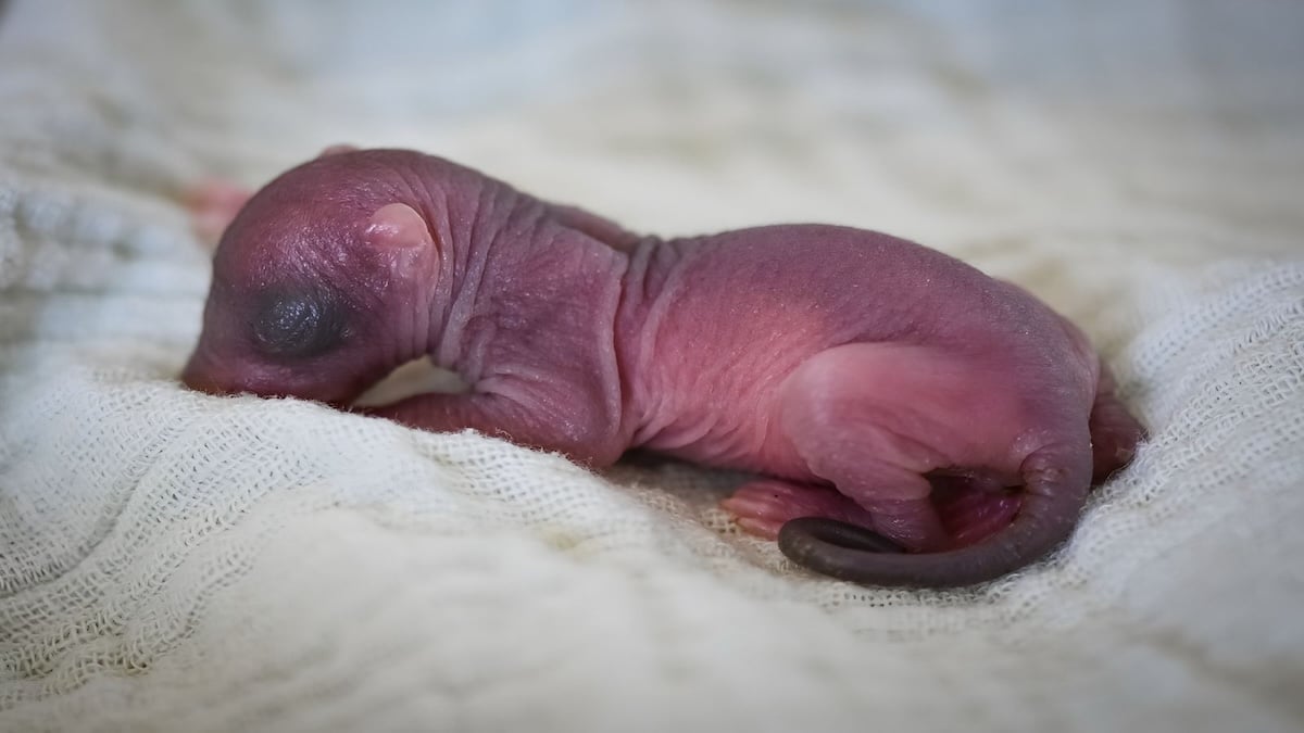 Sa vie change à jamais après avoir découvert un minuscule écureuil rose au sol