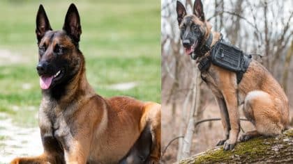 Un chien héroïque sauve son maître : une leçon de loyauté absolue