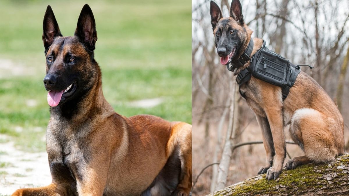 Un chien héroïque sauve son maître : une leçon de loyauté absolue