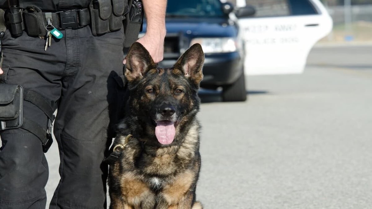 Un chien K9 alerte le personnel hospitalier : un acte héroïque prévient une catastrophe