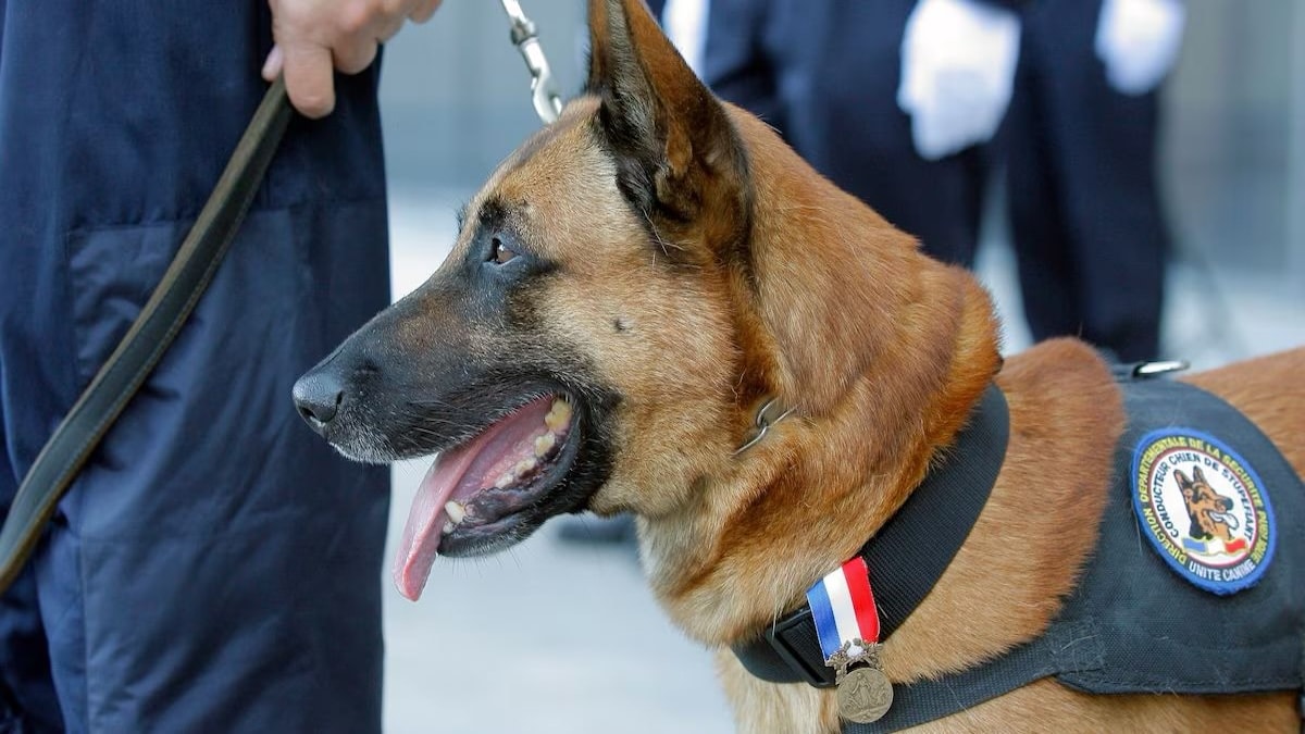 Un chien policier découvre et sauve un enfant en danger