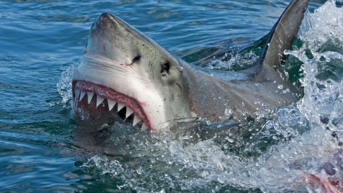 Un homme aide un requin à regagner la mer, mais l'issue est tragique