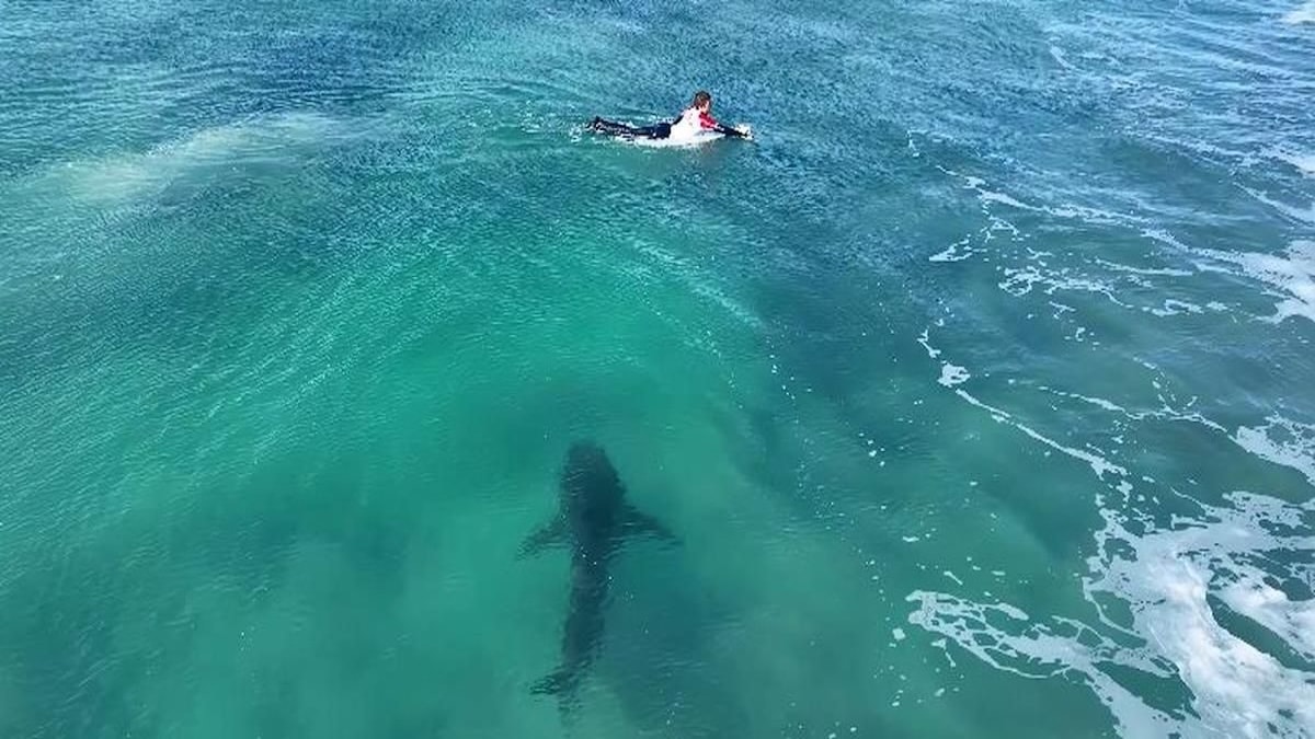 Un homme pratiquait le surf sur une plage de Floride lorsqu'il a été soudainement attaqué par un requin